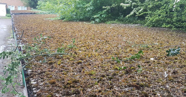 Moss and growth embedded into asbestos cement roofing.